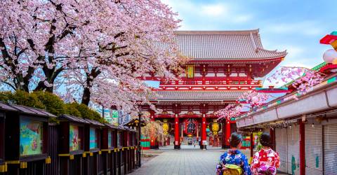 Cherry blossom Tokyo, sensoji temple