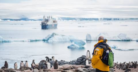 Pingvinsafari: Sydgeorgien och Antarktis