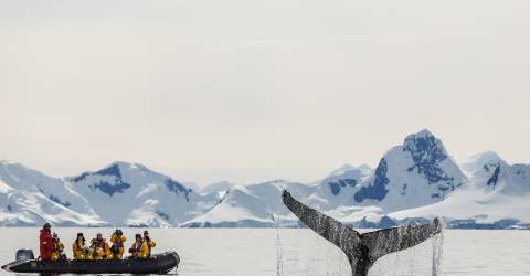 Pingvinsafari: Sydgeorgien och Antarktis