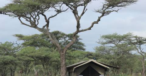 Safari i fantastiska Serengeti 