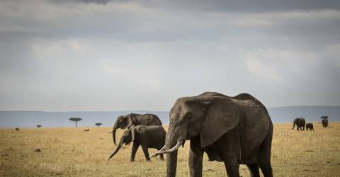 Tanzania: Lyxsafari & barfotaparadis