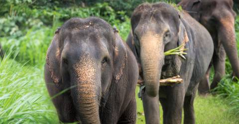 Thailand: Bangkok, Elephant Hills og strande