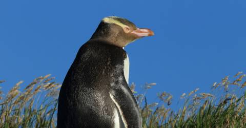 Australiens och Nya Zeelands höjdpunkter