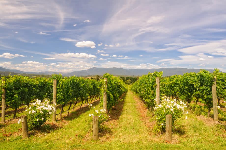 Yarra Valley vinregion Australien