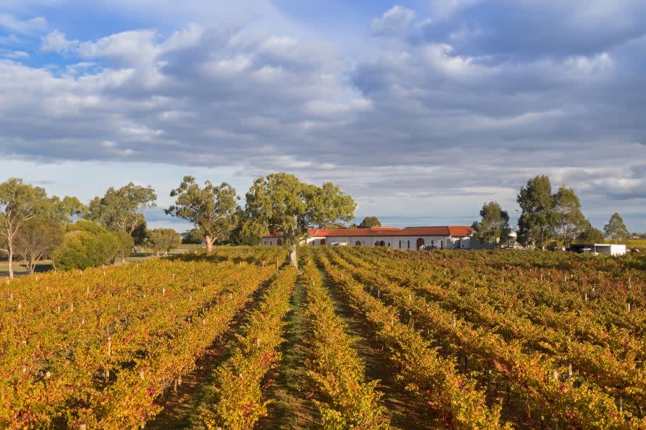 Coonawara vinregion Australien