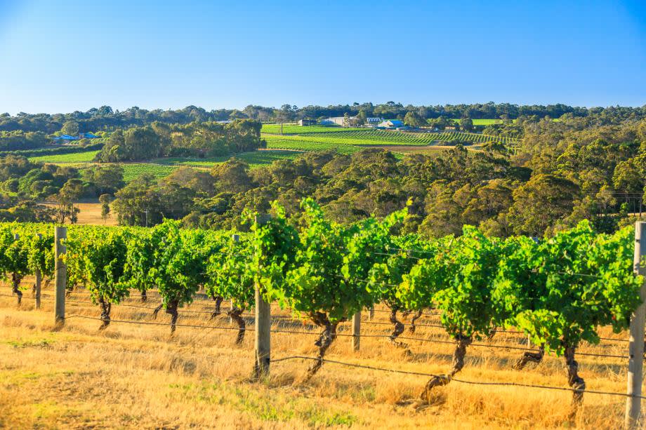 Margaret River vinregion Australien