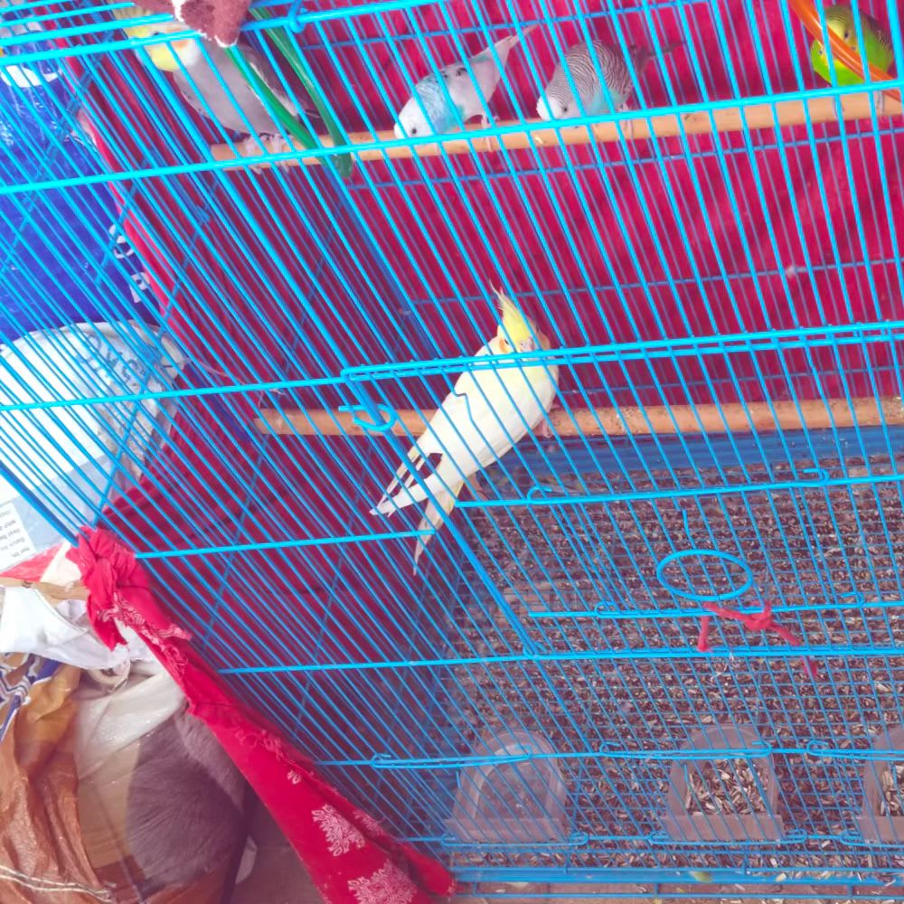 Bird cage - Thumbnail 2