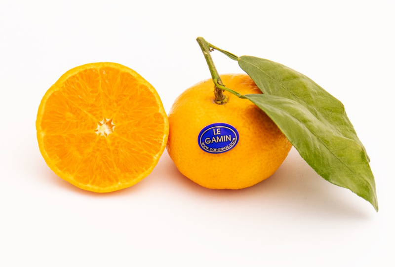 MANDARINE ORRI - VARIÉTÉ PREMIUM