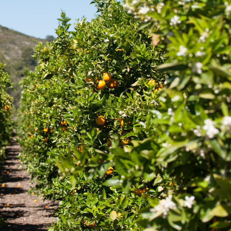 CITRUS VARIETIES - SPRING EDITION