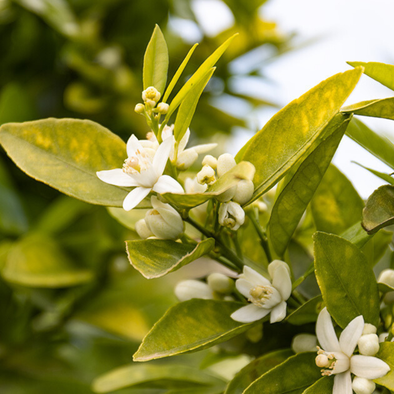 FLEUR D'ORANGER : LE PARFUM DU PRINTEMPS