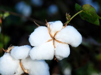 Почему в Астраханской области не выращивают хлопок