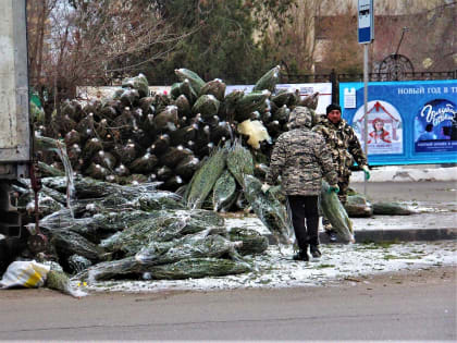 В Астрахань завезли ёлки: что почём?
