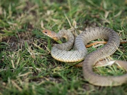 Опасные и&nbsp;редкие змеи проснулись на&nbsp;Нижней Волге к&nbsp;массовому приезду рыбаков. Как их распознать, где обитают и&nbsp;что делать, если укусят