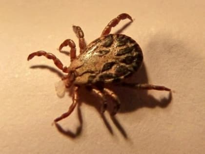 В Астраханской области начался сезон клещей