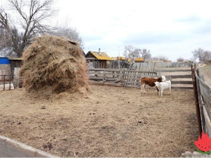 Стало известно сколько в Астраханской области крупных животных, сильно помогающих людям