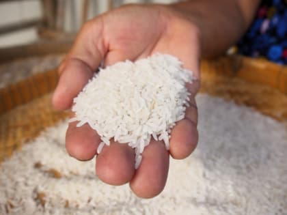 Астраханская область может стать крупным поставщиком риса на экспорт