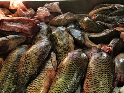 Сколько сегодня стоит астраханская рыба