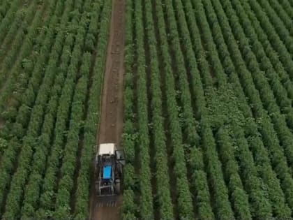 Сироп из редких и очень полезных клубней делают в Астраханской области