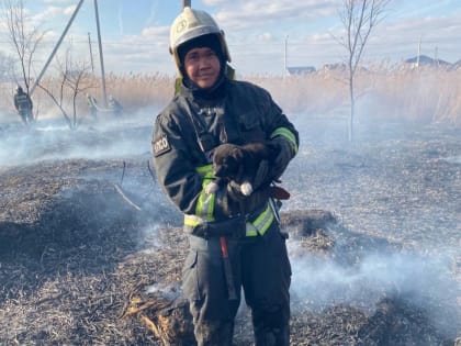Астраханские пожарные спасли Уголька, который горел заживо