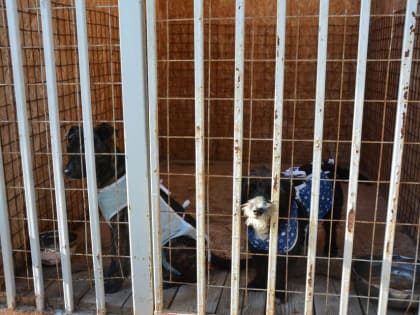 255 собак определили в муниципальный приют за месяц
