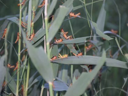 Опасный вредитель атаковал четыре района Астраханской области