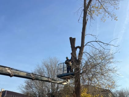 Опиловка деревьев рядом с детским садом в Новосибирске
