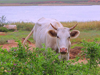 Сто килограммов опасной молочки изъяли в Астраханской области