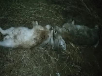 Жителей астраханского села атаковали неизвестные животные