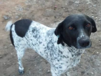 В Володарском районе обнаружено несколько трупов собак