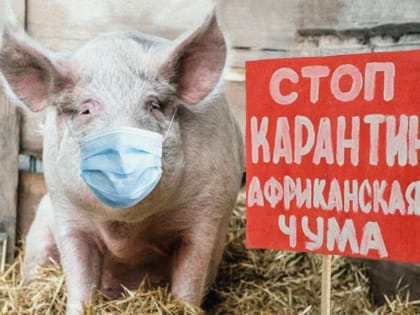 Африканская чума свиней