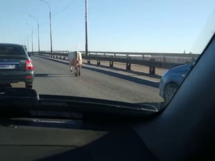 В Астрахани по Новому мосту гуляла корова