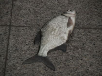 Воблу в Астраханской области разрешат ловить только в определенные дни недели и в очень ограниченном количестве