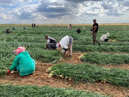 Астраханские аграрии снова идут на рекорд