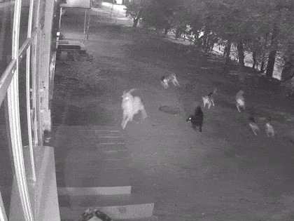 По центральной улице Астрахани разгуливала умная коза