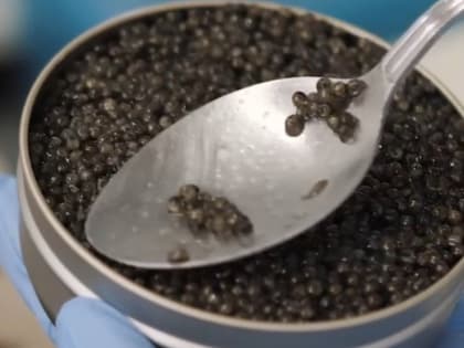 В Астраханской области выросло производство черной икры