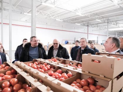 В астраханской теплице пятого поколения собрали 15 тонн томатов