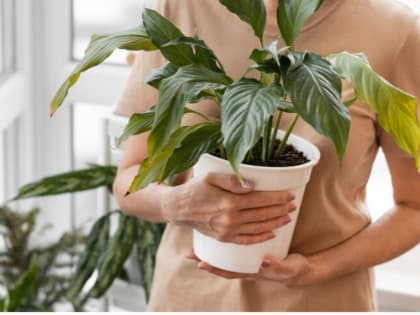 Возвращение комнатных растений: советы по уходу осенью