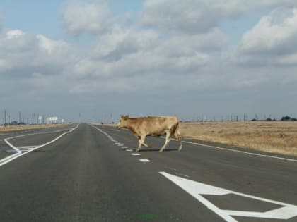 В Астраханской области сообщили сразу о двух опасных заболеваниях