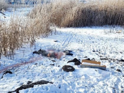 В Астрахани на улице Зеленой нашли растерзанный собаками труп мужчины