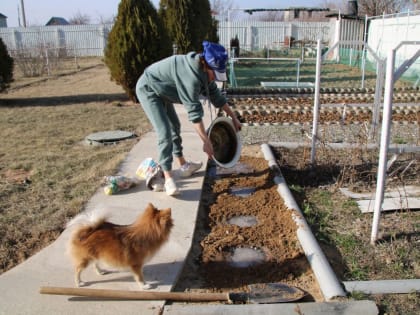 Как и&nbsp;когда дачникам готовить картофель к&nbsp;посадке