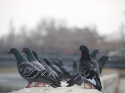 Погода в Астрахани снова выходит за рамки