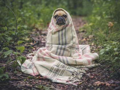 На севере Астраханской области украли собачью будку