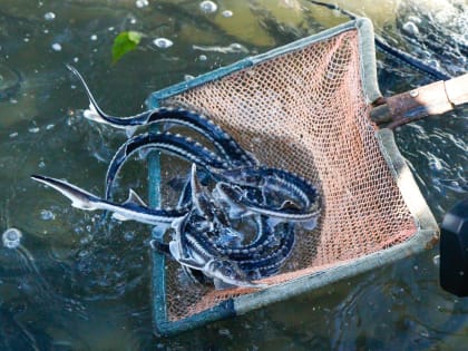 В Астрахани выпустили в Волгу 1200 мальков севрюги