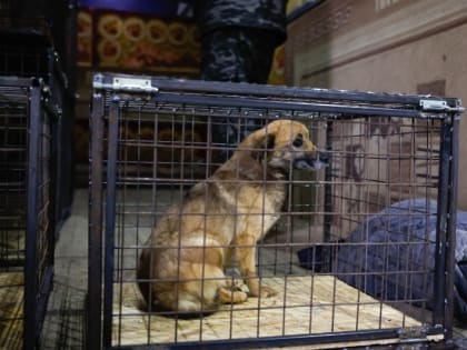 Собакам из астраханского «Экоприюта» нашли новых хозяев