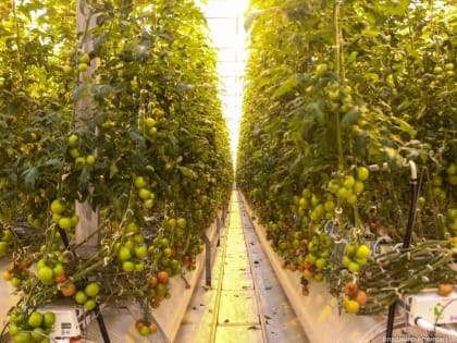 Тепло ли тебе, деревце? Как живет тепличный комплекс «Кедр» в Астраханской области