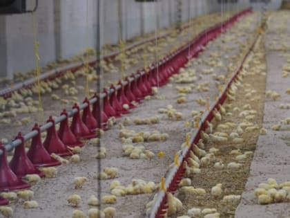 На птицефабрику под Астраханью завезли крупную партию цыплят