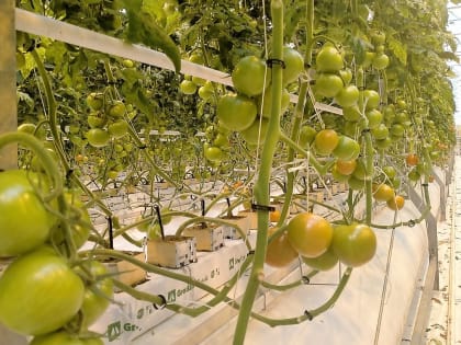 Музыка в теплицах: помидоры под звуки классики