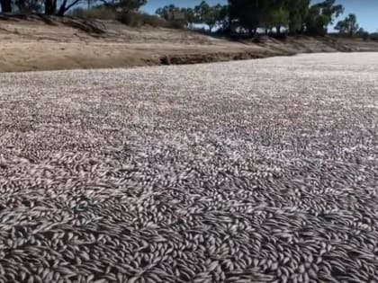 По факту обнаружения 55 тысяч погибших рыб под Астраханью возбуждено уголовное дело