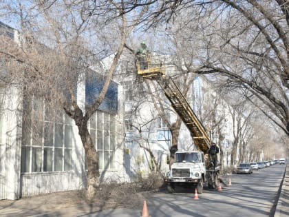 Для новых автобусов в Астрахани опиливают деревья