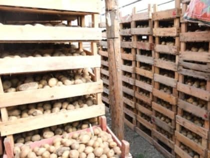 Готовят картофель для посадки